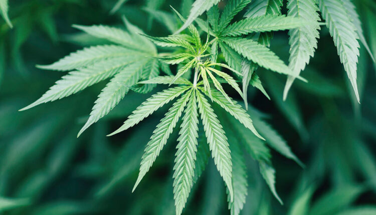 Cannabis Not Wee – MPs Divided Over Legislation