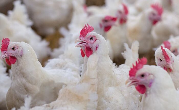 High Interest Rates Collapsing Poultry Industry—Farmers