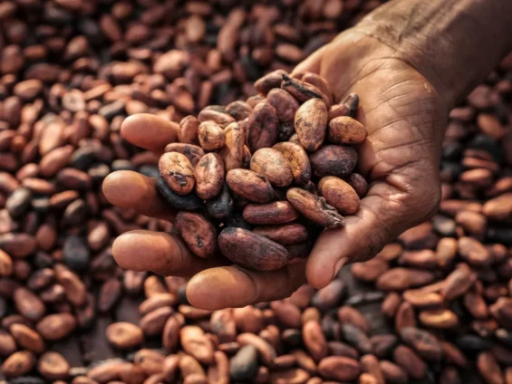 Forward Sales Strategy Of Cocoa Beans Aimed At Reducing Price Risks – COCOBOD
