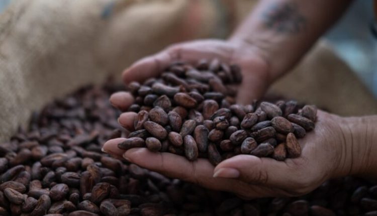 COCOBOD maintains cocoa price for 2025/2026 season despite regional increases