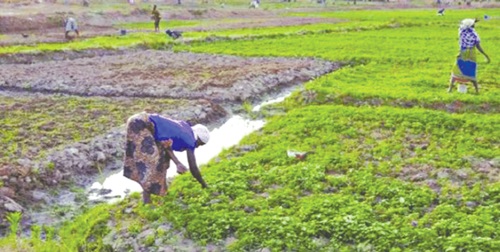 Peasant farmers get $1m vegetable farming lifeline
