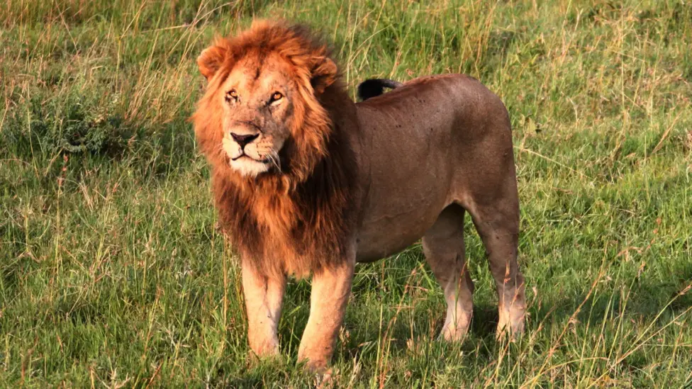 Girl, 14, killed by lion in Kenya