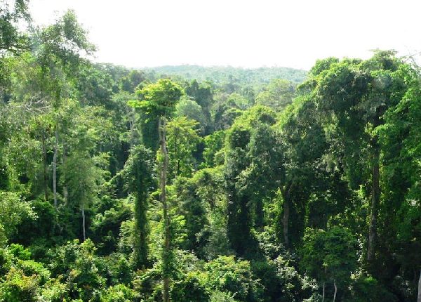 Govt revokes L.I. 2462, bans mining in forest reserves